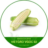 Alto rendimiento OP campo maíz semillas / semillas de maíz / maíz glutinoso para creciente VGOC021