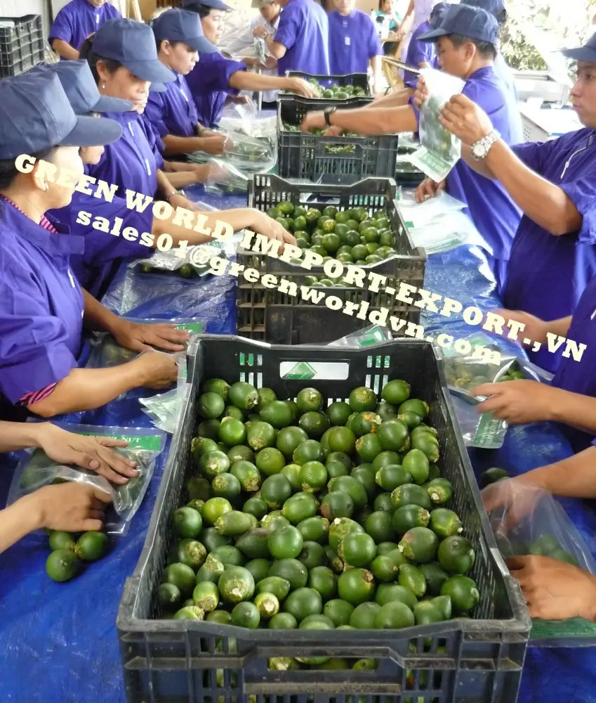 Giovane noce di betel e secca noce di betel, buon taglio, buon prezzo per il 2018