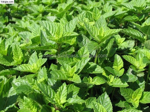 Mesona Chinensis <b>Dried</b> <b>Grass</b> Jelly Ivy Bulk Packaging +84 977157110 - Product Image 2