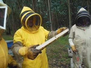 ชุดผึ้ง - Product Image 2