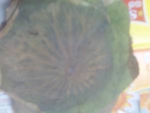 แบรนด์ Yamuna ดอกบัวแห้งตัวทำละลายสกัดเกรด A PP ปกคลุมผลิตภัณฑ์พรีเมี่ยม - Product Image 2