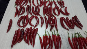 FROZEN RED HOT CHILI para SAUSE- Viber + 84971629648 - Product Image 4