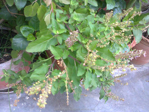 Ocimum Sanctumの葉バジルトゥルシの葉トゥルシの種子の葉