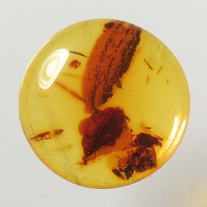 Gema de Ámbar Báltico Natural Ovalada Tipo Cabujón, Color Butterscotch, con Tamaño Personalizado y Calidad AAA - Product Image 2