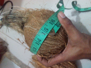 Coco Maduro Fresco, Cultivo de Agua Dulce, Semi-Descascarado, Marca CTC - Product Image 4