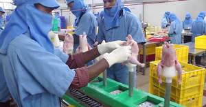 กรวยแยกกระดูกไก่สแตนเลส - Product Image 3