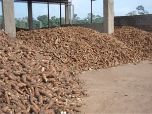 Pellets de residuos de TAPIOCA para alimentación Animal - Product Image 5