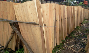 Chapa de Madera de Acacia de Grado A/B, 1.6 x 640 x 1270 mm, Marrón, Vietnam MC, 20% de Núcleo de Acacia - Product Image 2