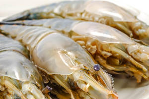 Bioclean Aqua-Probióticos de camarón para acuicultura de Turquía - Product Image 6