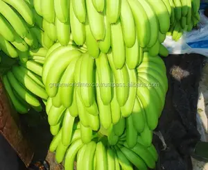 Fresh banana with premium quality, best seller to Europe, best price for 2017