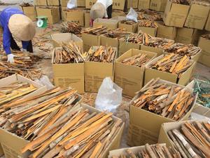 Cassia naturelle fine fendue longue origine Vietnam de Phalco prix bon marché épices de haute qualité - Product Image 3