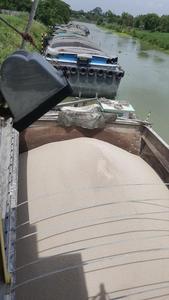 เศษซากมันสำปะหลังผลิตภัณฑ์การเกษตรประเทศไทย - Product Image 6