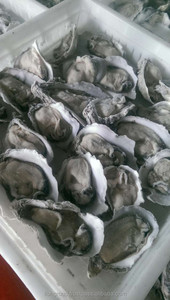 หอยคุณภาพสูงของญี่ปุ่นบรรจุในหีบห่อจำนวนมากคุณสมบัติการเก็บรักษาแหล่งกำเนิดสินค้าเต็มรูปแบบพันธุ์หอยนางรมดิบแช่แข็งครึ่งเปลือก - Product Image 4