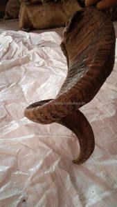 Corne de bœuf / corne de mouton, artisanat naturel, grande quantité disponible à la vente, sculpture animale, Europe - Product Image 3