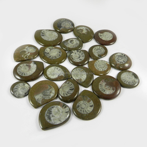 Gema Natural de amonita 100 Gm, cabujón de forma libre, 21 Uds. Por lote, venta al por mayor de India - Product Image 3