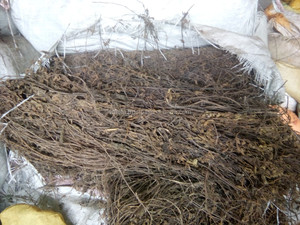 Mesona Procumbens,ใบเยลลี่หญ้าแห้ง-Ms Katie + 84352310575 - Product Image 4