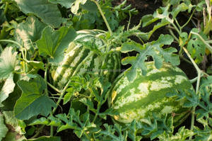 Enzymic ผลิตภัณฑ์อินทรีย์ปุ๋ยราคาเพื่อเพิ่มแตงโม - Product Image 2