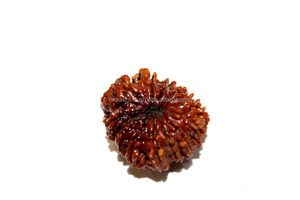 13 Mukhi Rudraksha Energized Bead Nepal Origin Rudra Gems 22mm Marrón Certificado NP - Product Image 3
