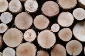 <strong>RUSSIAN</strong> Timber Log / Sawlogs /Wood Round Logs / Lumber /PINE / SPRUCE / LARCH / BIRCH
