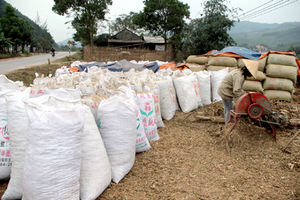 Copeaux de bois de pin du Vietnam pour la fabrication de papier - Product Image 2