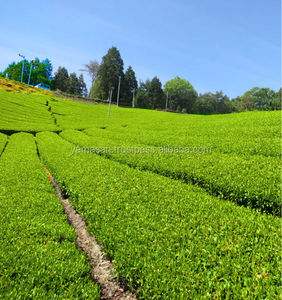 Kyoto uki yamasan, livraison gratuite - Product Image 5