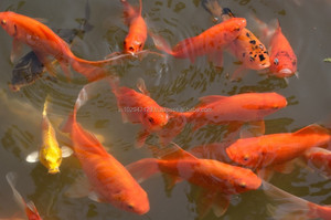 Bioclean Aqua Fish - Probiotique organique pour l'élevage des poissons - Product Image 2