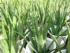 Aloe Vera/hoja de Aloe Vera, material sin procesar, 84338820462 - Product Image 3