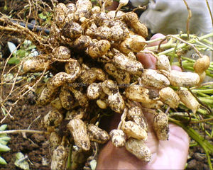 Producto Orgánico para Mejorar el Suelo para la Agricultura a Bajo Precio de Mercado - Product Image 6