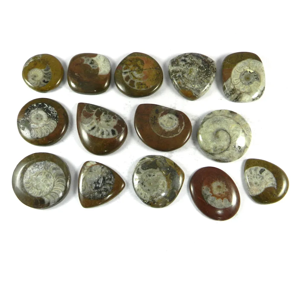14 Pcs Brown Ammonite 100 Gram Mix Designer Cabochon Gemstone For Jewelry SI0498