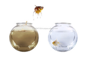 Producto biológico saludable y activo de peces de acuario - Product Image 5