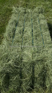 רודוס דשא - Product Image 6