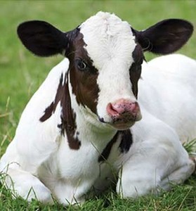 อาหารเสริมสำหรับขุน Bullocks