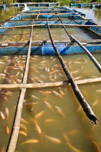 โปรไบโอติกที่มีประโยชน์สำหรับลูกปลานิลและฟาร์มเพาะเลี้ยงสัตว์น้ำ - Product Image 3