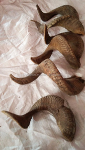 Corne de bœuf / corne de mouton, artisanat naturel, grande quantité disponible à la vente, sculpture animale, Europe - Product Image 5