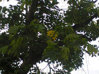 Feuille de Cassia Alata, brosse à bougie en forme de T, feuille de TBC