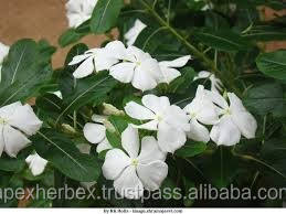 รากใบวินกาโรเซีย ซาดาบาฮาร์ แคนธารันธัส โรซิอุส ราก ใบ - Product Image 4