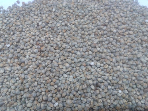 New Crop Green Bold Millet Food Grade Grain for Dogs Horses <b>Pigs</b> & Fish-50kg/<b>bag</b> From India - Product Image 5