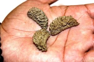 Khuôn Mặt Năng Lượng Rudraksha Hạt Rudra Enterprises One Mukhi/Mặt Rudraksha, 1 IN;10122740 Brown - Product Image 5