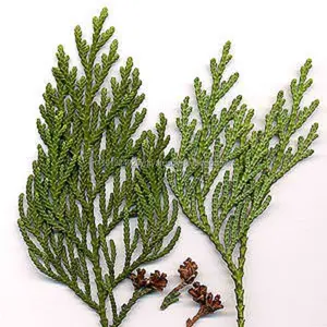 GMP, ISO Certified Pure Thuja Essential Oil At Wholesale Price From India