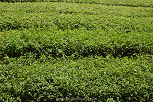 <span class=keywords><strong>Java</strong></span> trà lá tự nhiên màu xanh lá cây chất lượng orthosiphon stemineus lá số lượng lớn Nhà cung cấp từ Ấn Độ - Product Image 4