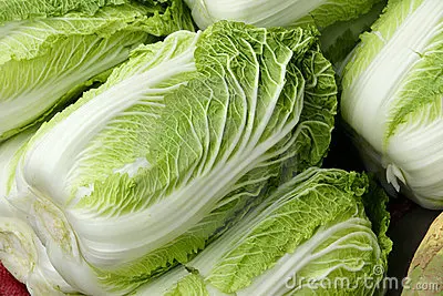 Best Price with High Quality Fresh Cabbage from VietNam