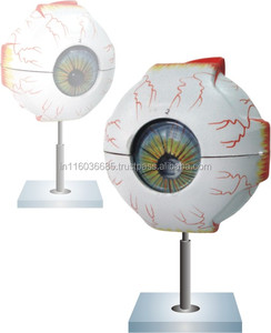 Características anatómicas tales como las inserciones musculares del nervio óptico. - Product Image 1