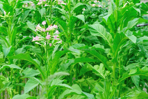 Năng Suất Tối Đa Trong Nông Nghiệp Thuốc Lá/Zambia Phân Bón Hữu Cơ Sinh Học Cụ Thể - Product Image 5