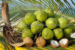 Huile de noix de coco naturelle, qualité alimentaire, vente en gros, m. in 2021 - Product Image 3