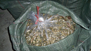 2017 MOINS CHER ORIGINE VIET NAM VACHE LAITIÈRE MAÏS ENSILAGE pour CHEVAL BOVINS COCHON ET POISSON IDÉAL pour PLUSIEURS ANIMAUX - Product Image 2