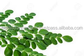 Natural <span class=keywords><strong>Moringa</strong></span> <span class=keywords><strong>Leaf</strong></span> Powder Food Grade <span class=keywords><strong>Moringa</strong></span> Powder organik <span class=keywords><strong>Moringa</strong></span> <span class=keywords><strong>Leaf</strong></span> Powder - Product Image 6