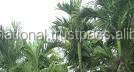 natural palm leaf 16 X 16 cm Deep square plate - Product Image 3