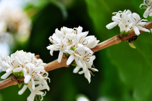 Mozambique Fertilizante orgánico Mejora DE LA AGRICULTURA Bio Producto Polvo de liberación controlada - Product Image 6