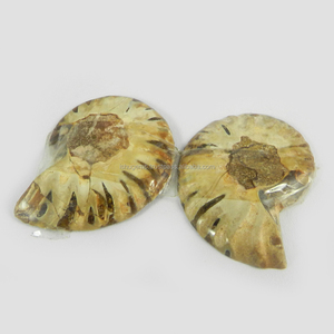 Gema Natural de amonita 9,85 Gms, 34x28mm, suelta, para fabricación de joyas, 1 par - Product Image 2