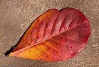 Feuilles de catappa indiennes pour poisson Produit premium pour animaux de compagnie pour la vie aquatique - Product Image 1